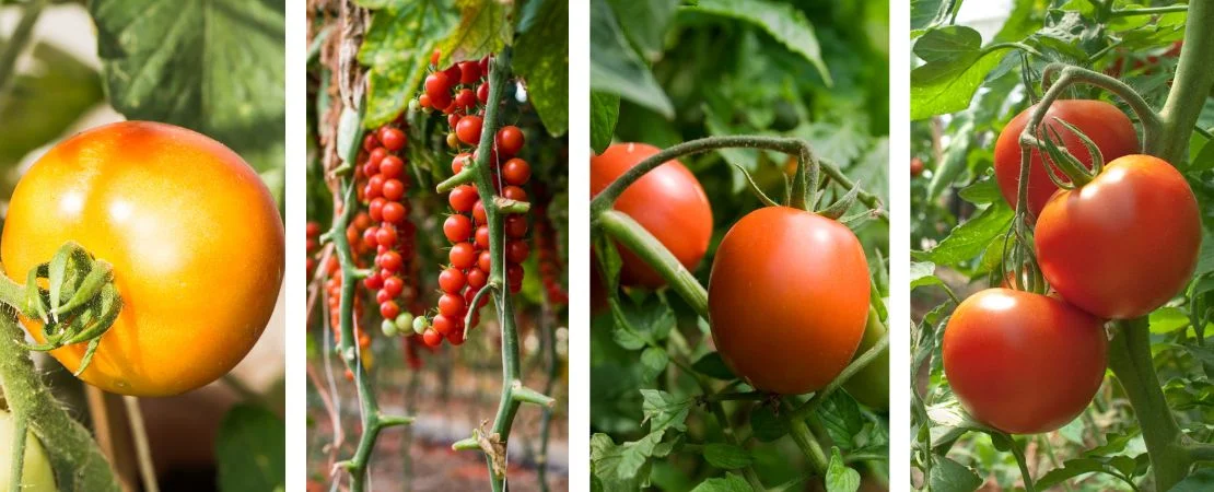 أفضل الطماطم للزراعة