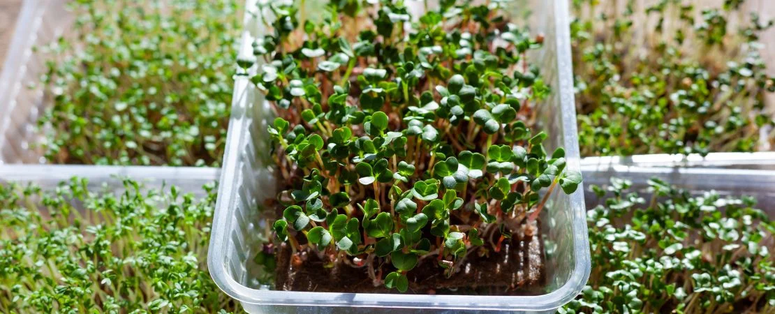 كيفية زراعة الميكروجرين والبرعم