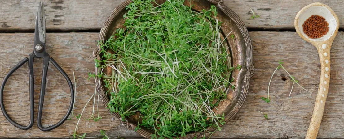 أيام النضج لزراعة الميكروجرين: زراعة البذور للحصاد