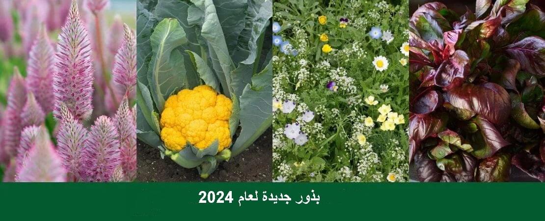 الكشف عن أحدث أصناف البذور لحديقتك لعام 2024
