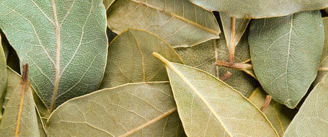 سر الشجرة الخضراء: نظرة شاملة على فوائد ورق الغار