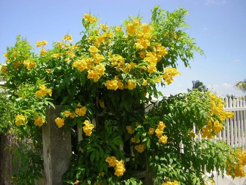 اكتشف أسرار ومعلومات شجرة التيكوما الصفراء