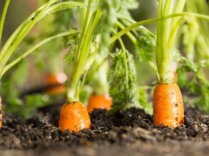 اكتشف الأصناف المثلى للجزر قبل بدء الزراعة