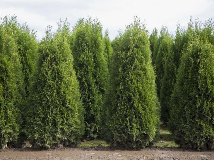 تعرف على أنواع أشجار ظل سريعة النمو