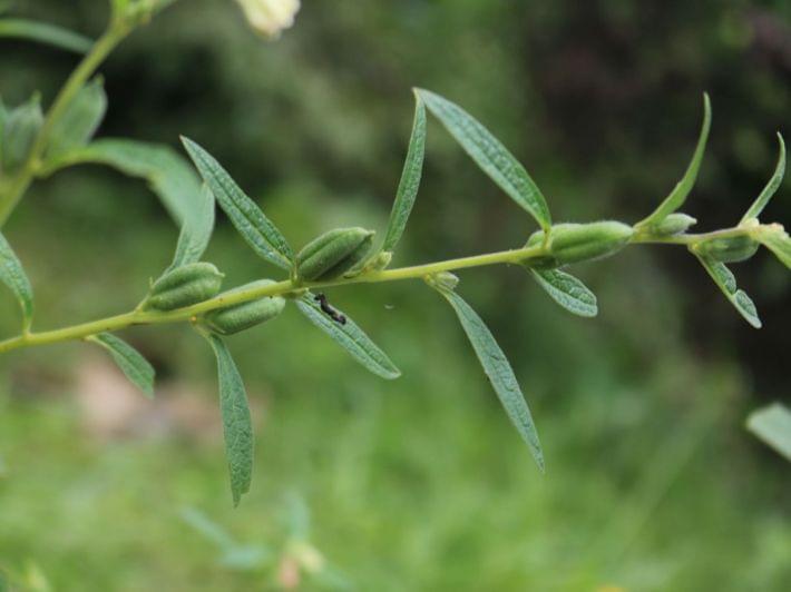 دليل شامل حول نبات السمسم