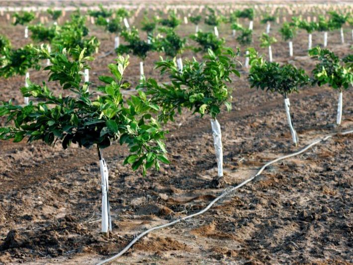 تعلم كيفية عمل شتلات البرتقال