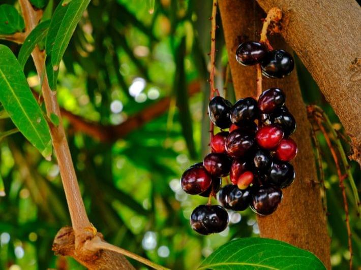 دراسة مفصلة حول فاكهة الجامون