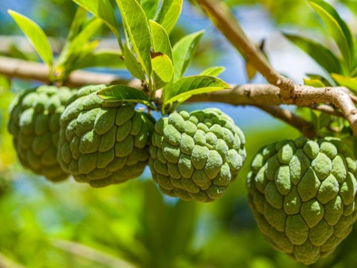 أسرار شجرة القشطة