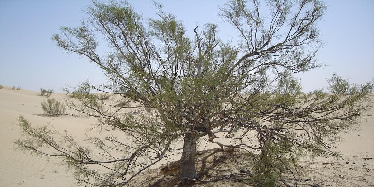دليل شامل: كل ما تريد معرفته حول نبات الغضا