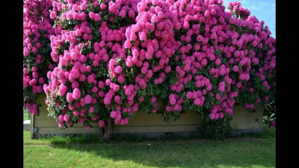 معلومات عن أبرز انواع اشجار الزينة الخارجية