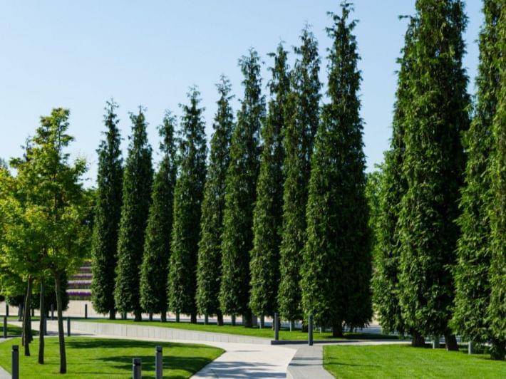 رحلة في عالم شجرة العفص: تعرف على أنواعها ومميزاتها الفريدة