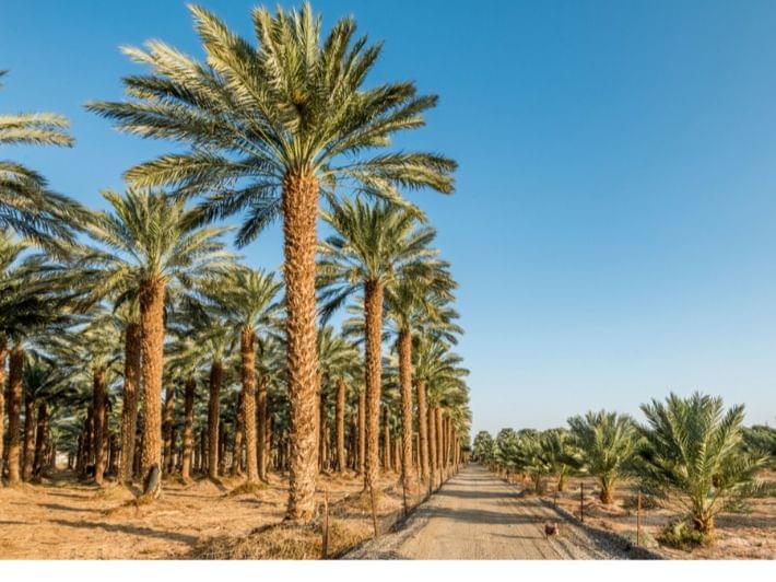 دليل شامل حول تسميد النخيل باستخدام اليوريا