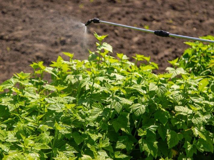 استعراض لأفضل مبيدات البياض الزغبي