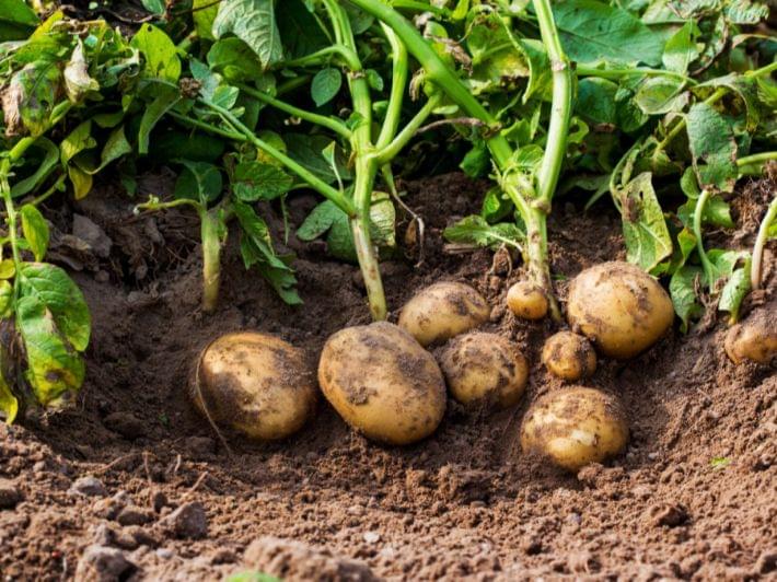 تعلم كيفية زراعة البطاطس في التربة الطينية
