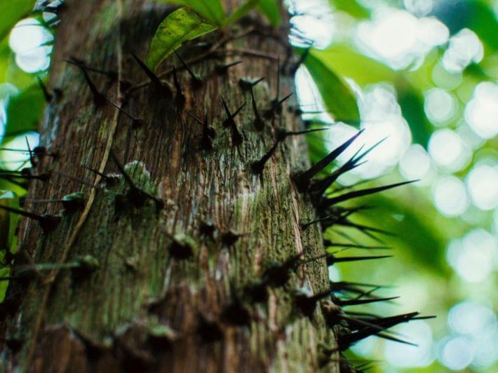 تعرّف على أسرار شجرة الضبر