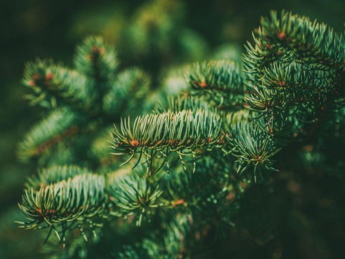 ماذا تعرف عن شجرة التنوب؟