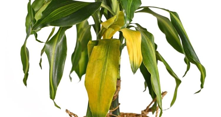 تعرف على أسباب اصفرار أوراق نبات الدراسينا