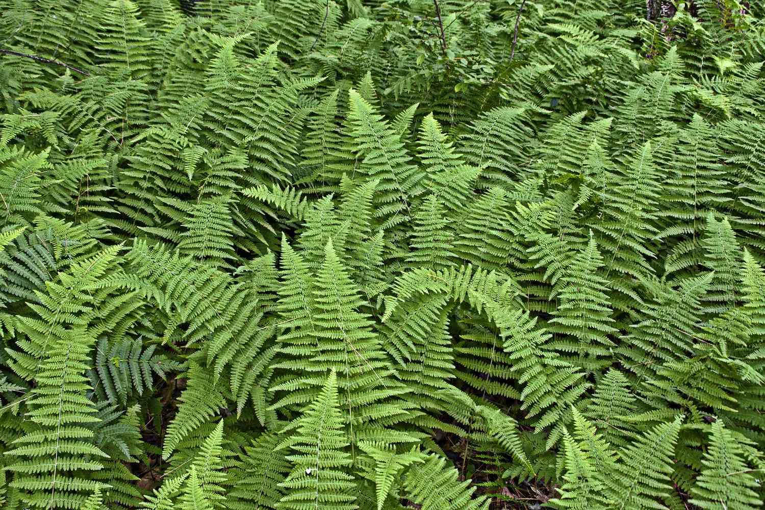 كيفية تكاثر نبات السرخس