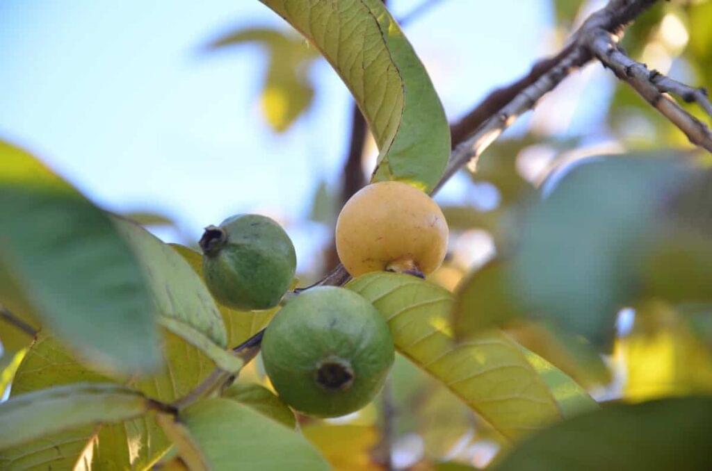 تحليل أسباب موت شجرة الجوافة