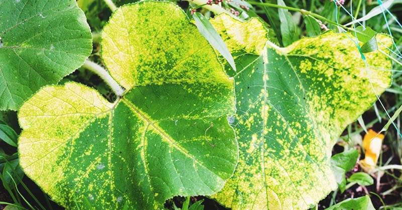 دليل شامل لعلاج البياض الزغبي