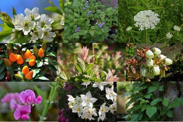 دليل مفصل عن أنواع النباتات الطبيعية