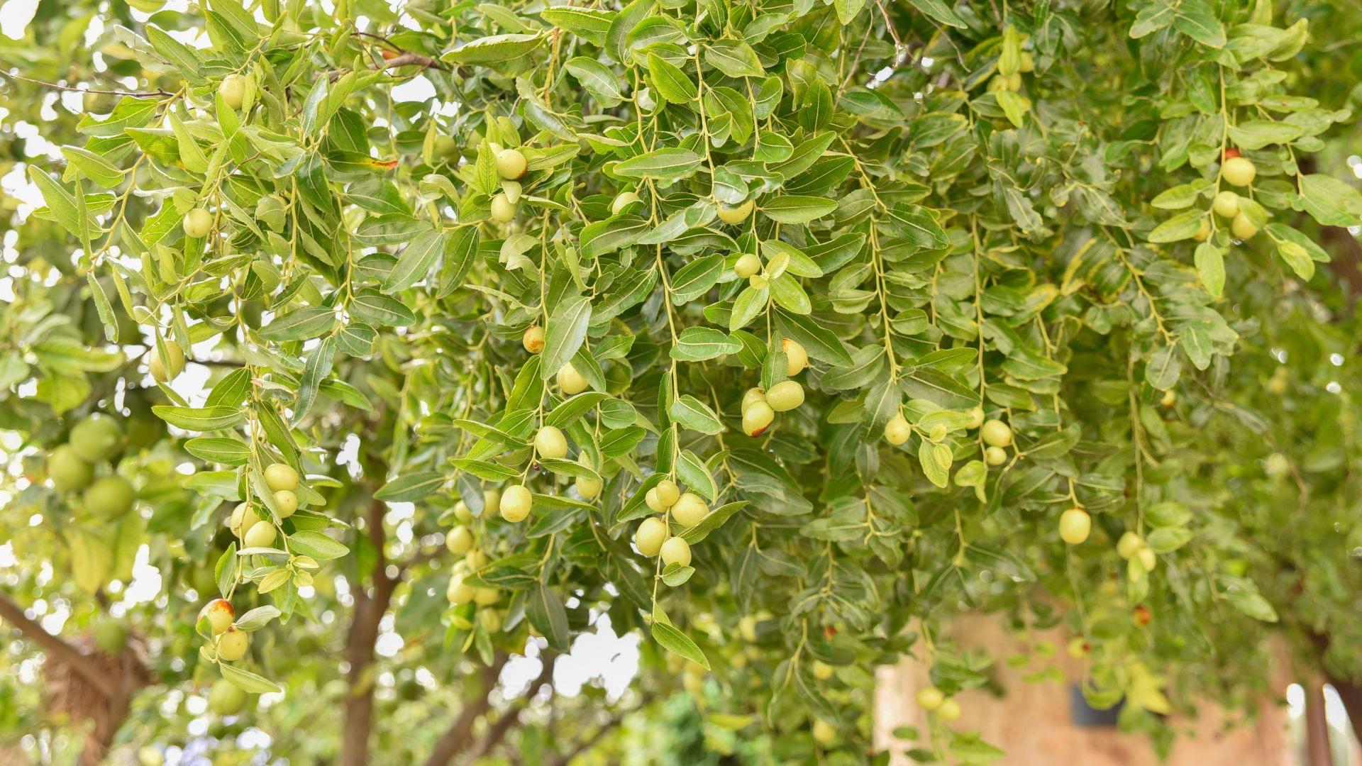 أمراض شجارة السدر: تشخيص وعلاج الحالات المتعددة