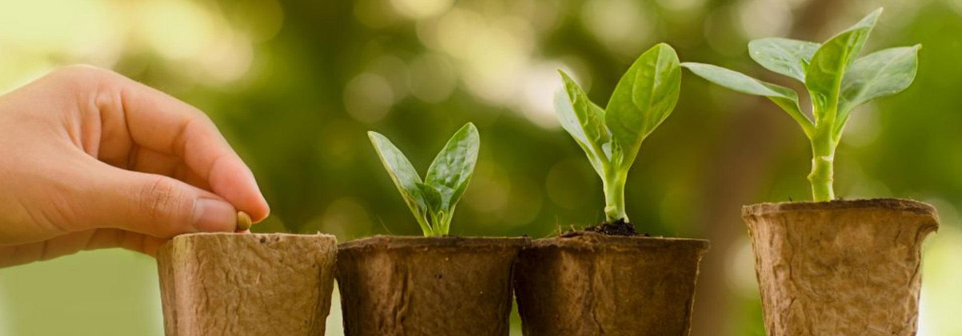 الفرق بين النباتات البذرية وغير البذرية: