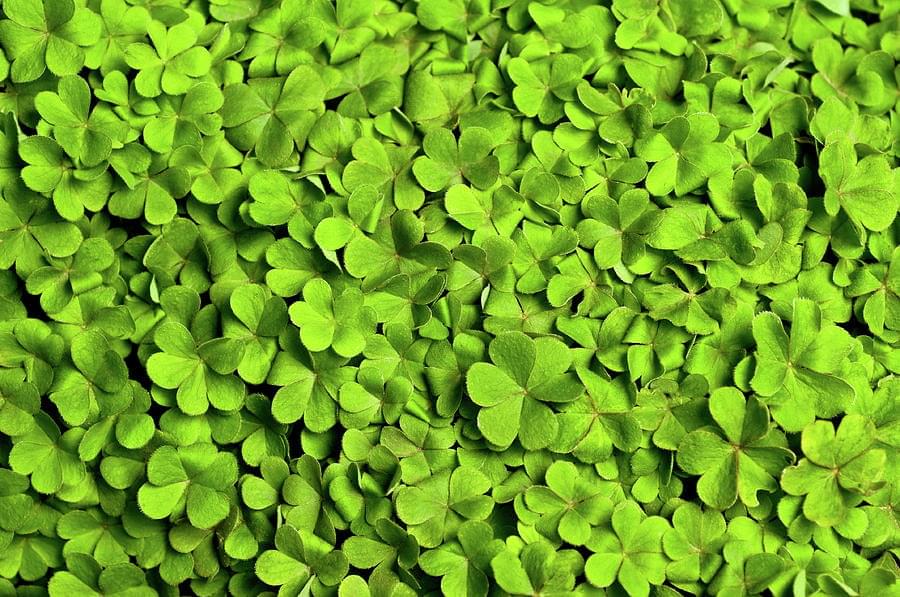 دليل شامل حول زراعة البرسيم بالتنقيط