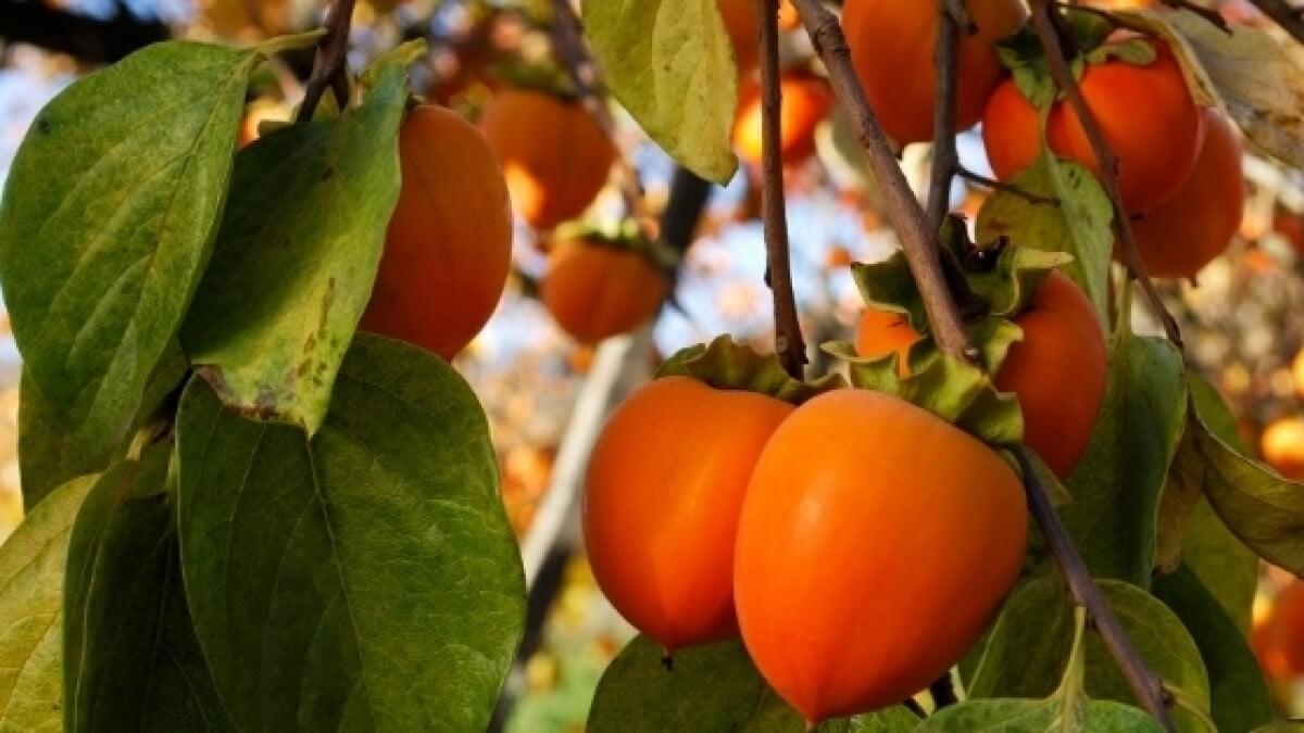مواسم الإنتاج: متى تنضج ثمار شجرة الكاكا؟