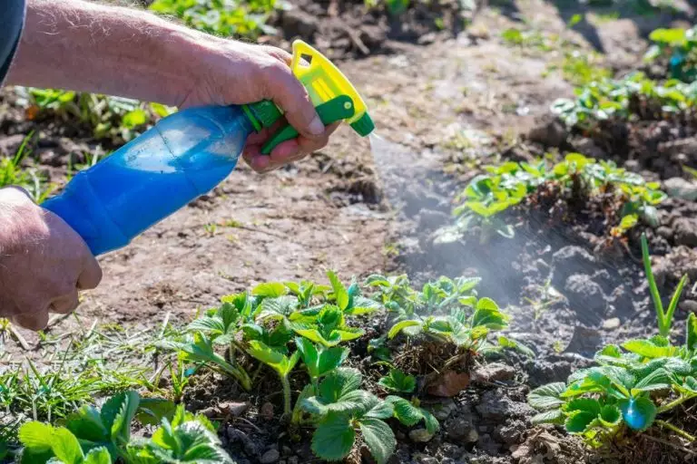 تعرف على المبيد الفطري النحاسي وفوائده