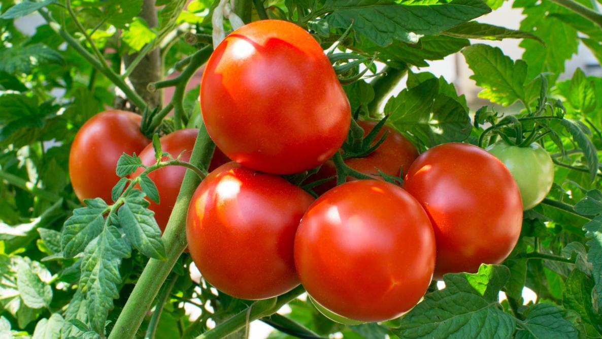 زيادة حجم الطماطم بطرق طبيعية