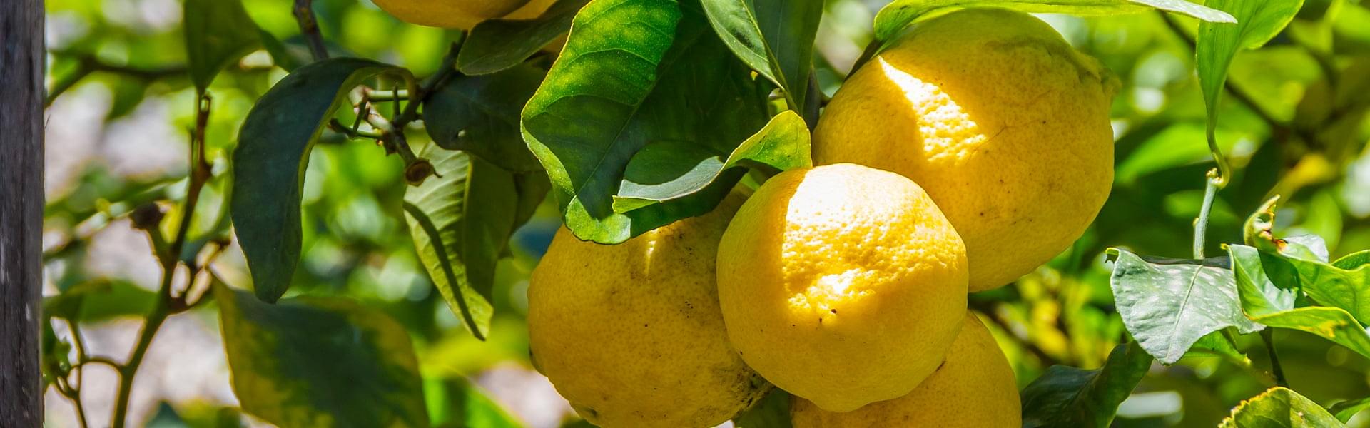 التوقيت المثالي لتقليم أشجار الحمضيات