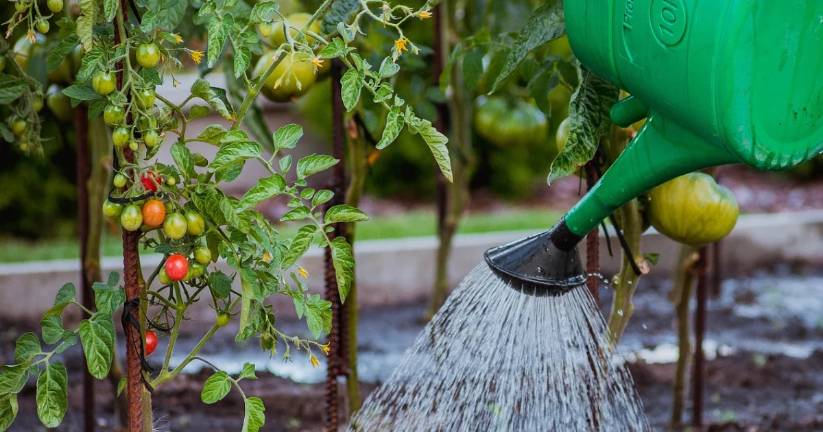 ضبط جدول ري الطماطم