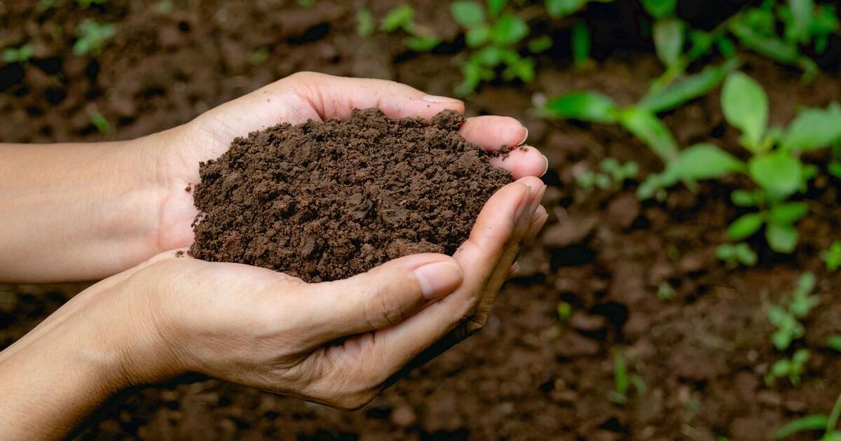 كل ما تحتاج لمعرفته عن الدبال