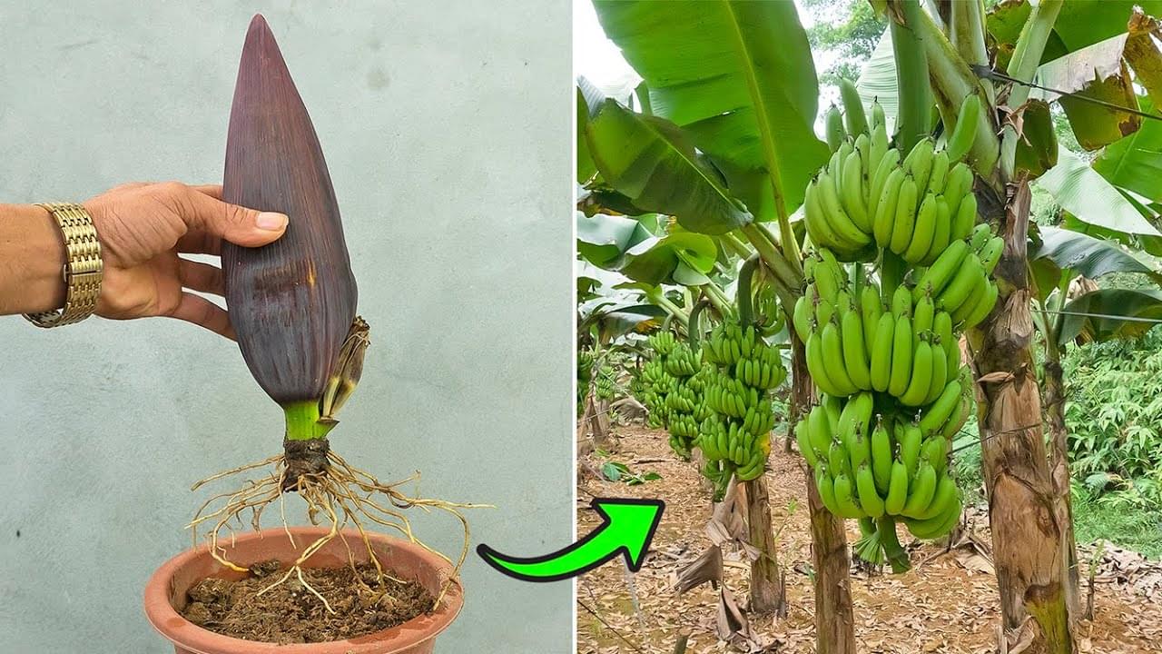زراعة الموز بالبذور: ما يجب معرفته قبل البدء