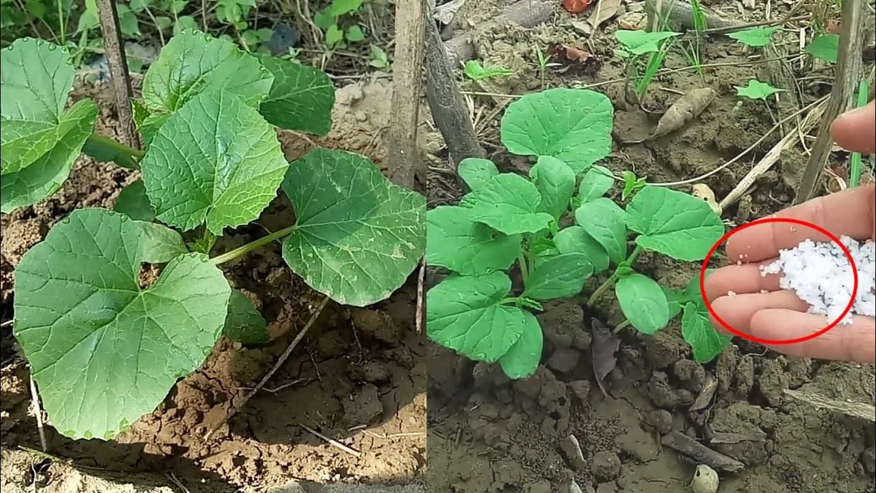 دليل الخبراء لري وتسميد الخيار: النصائح الحيوية