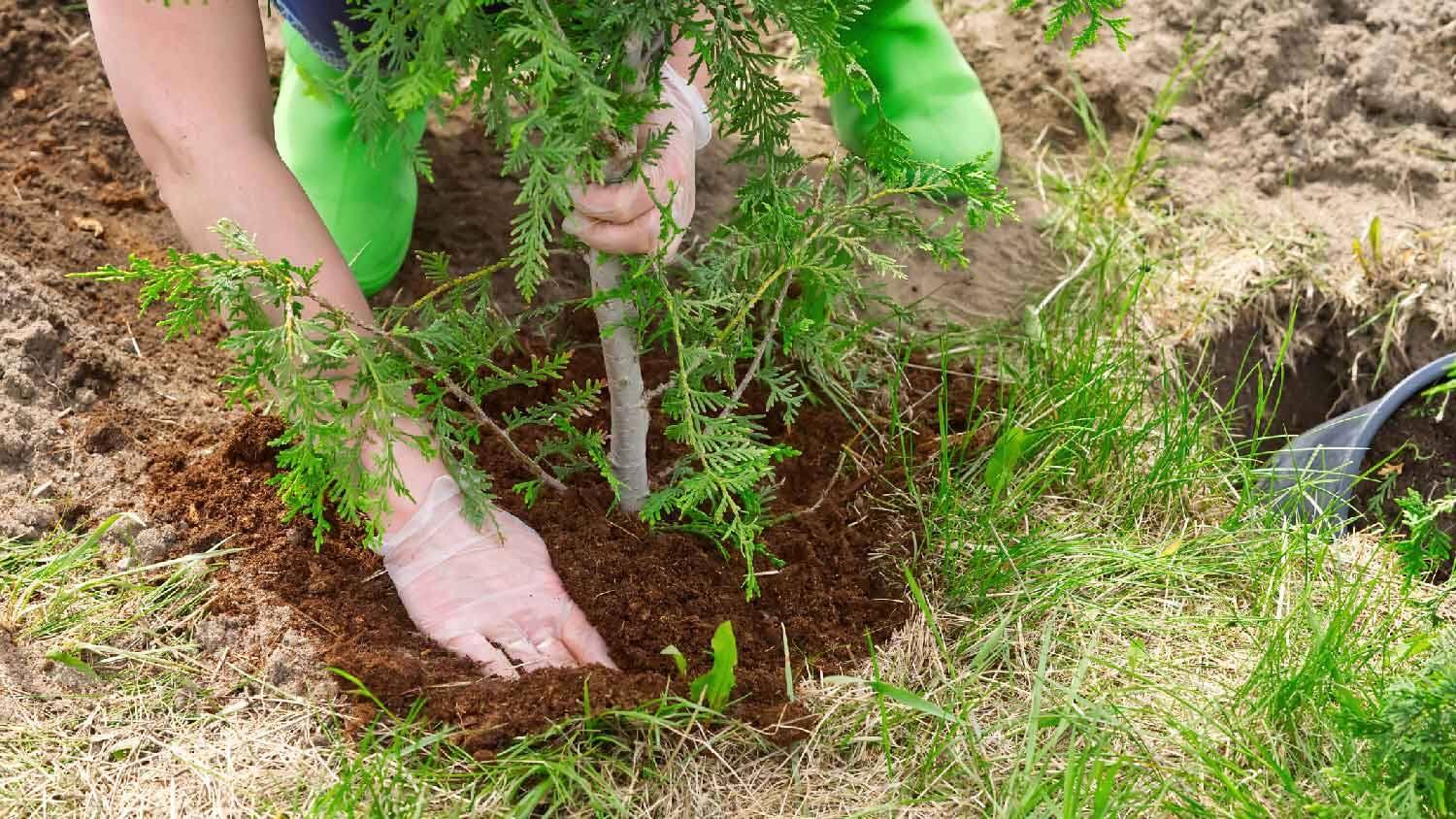 أفضل وقت لنقل الأشجار