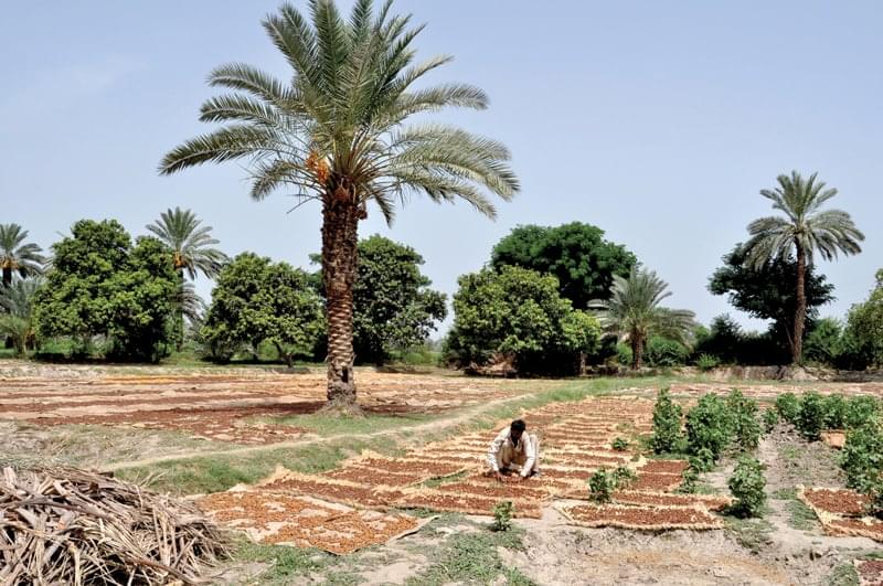 زراعة النخيل في الإمارات: ما تحتاج الى معرفته عن موسم الزراعة