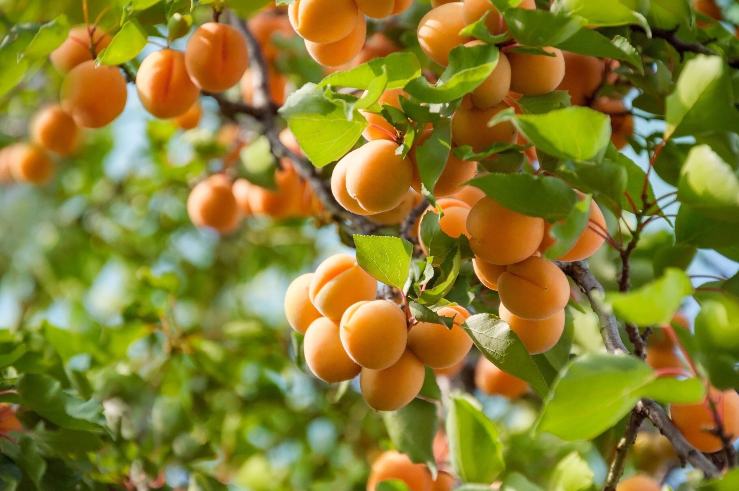 موعد زراعة المشمش
