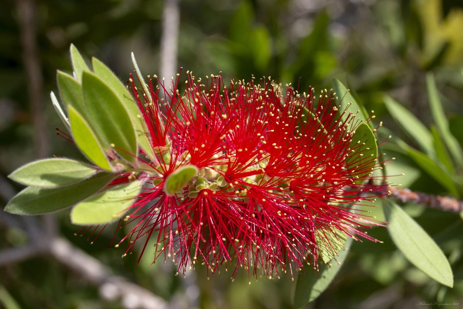 نبتة فرشاة الزجاج: معلومات شاملة