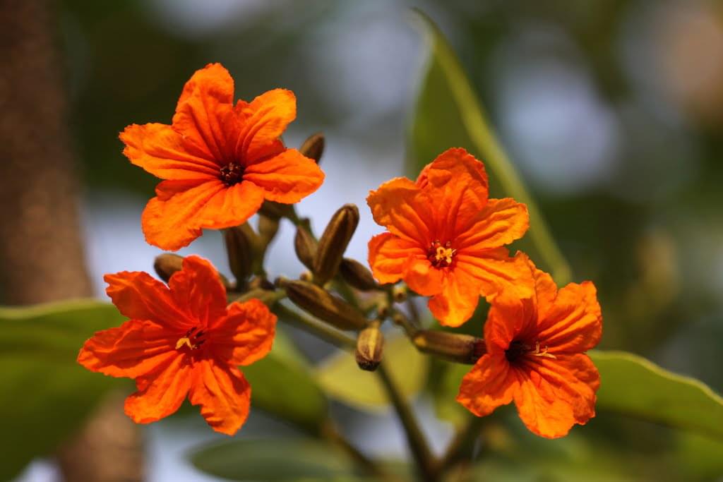 كل ما تحتاج معرفته عن شجرة البمبر