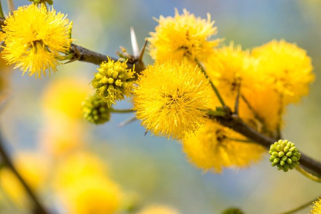 شجرة طلح الفتنة