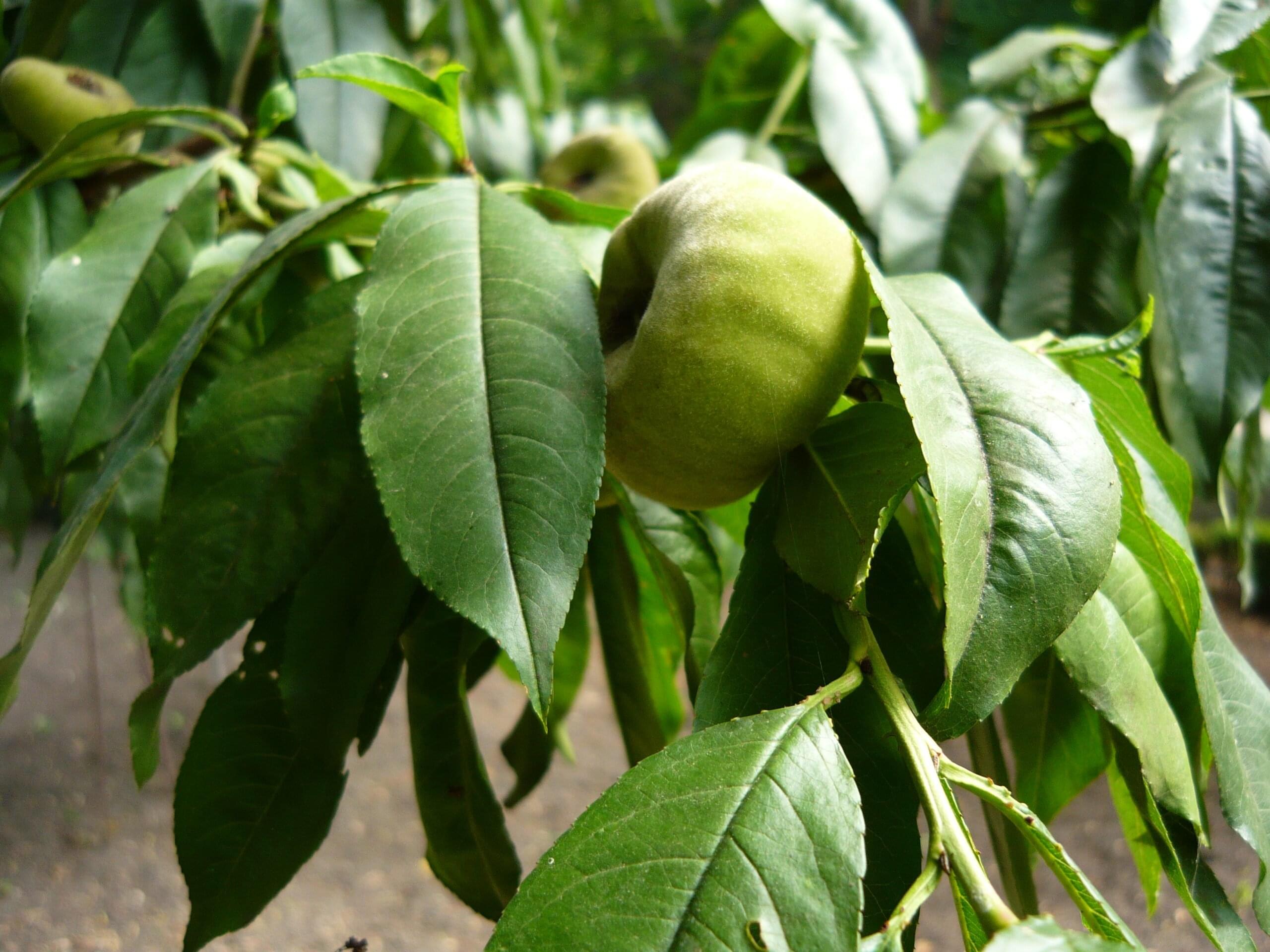 زراعة خوخ كعب الغزال