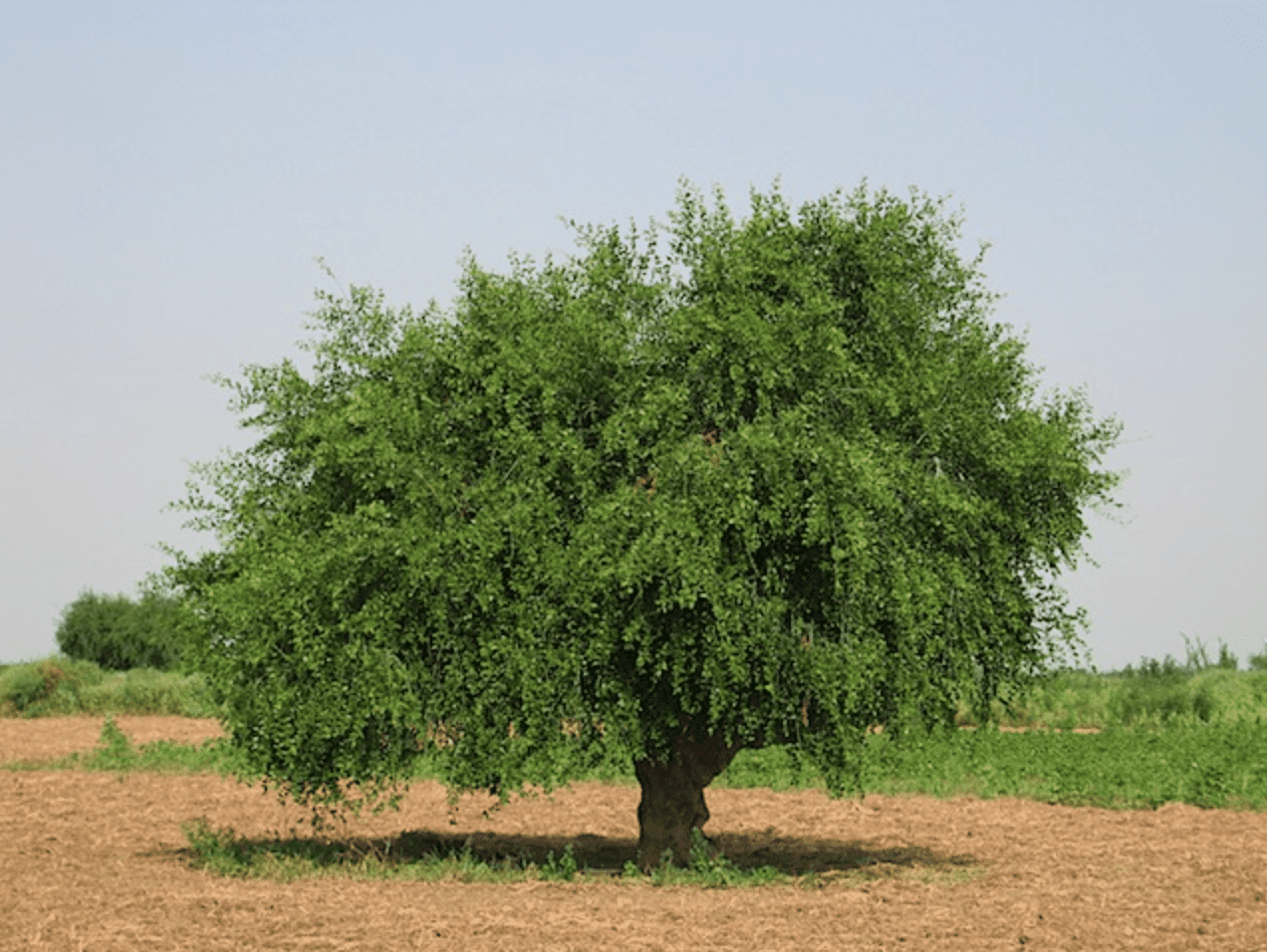 الدليل الكامل لزراعة شجرة الأراك