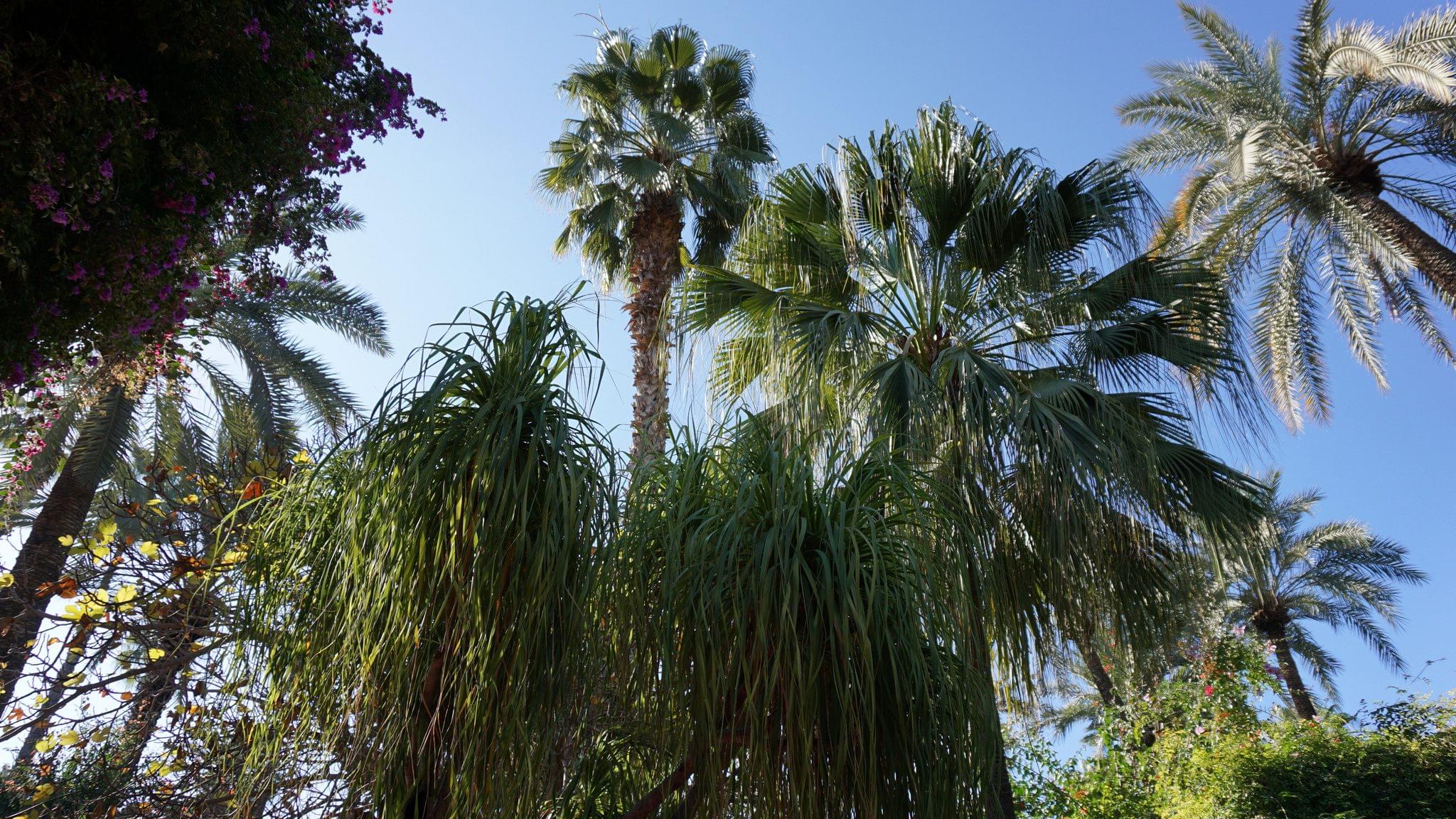 كل ما يهمك حول النخل الأمريكي