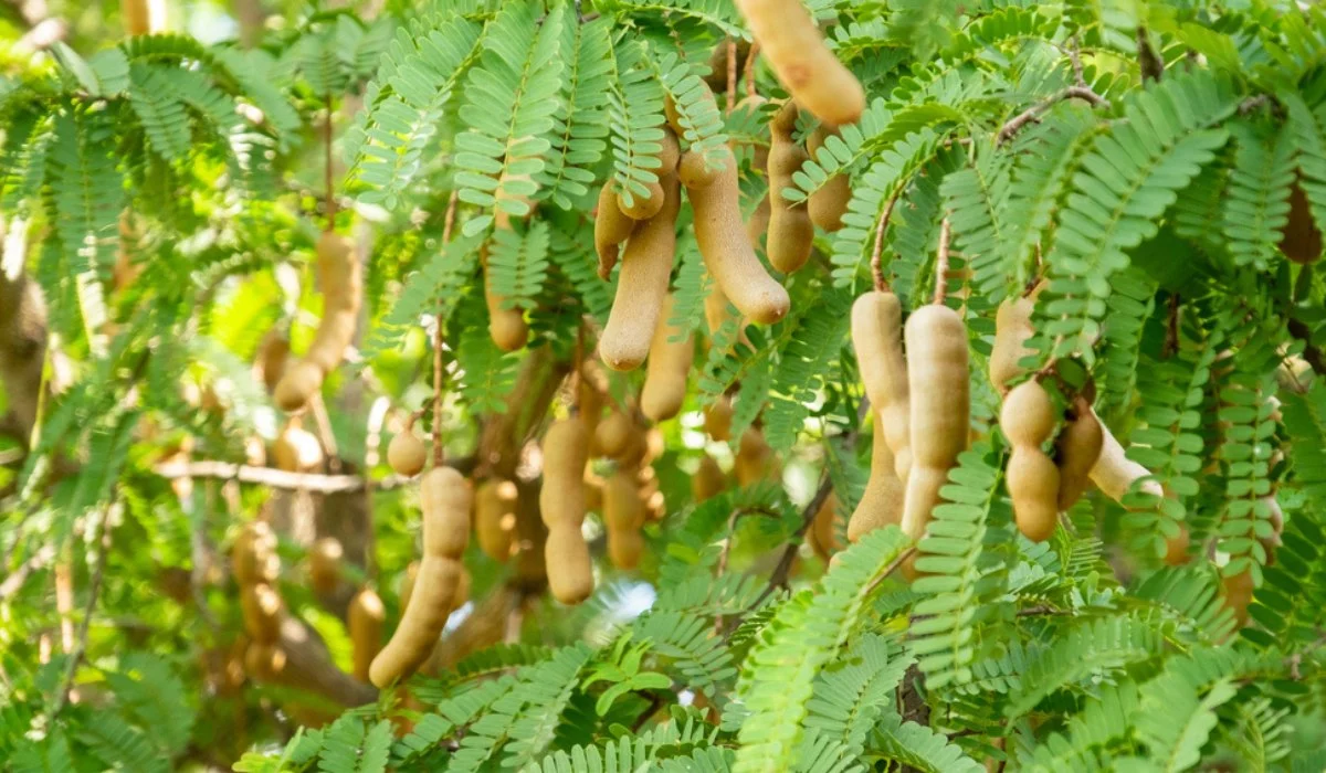 موعد زراعة التمر الهندي