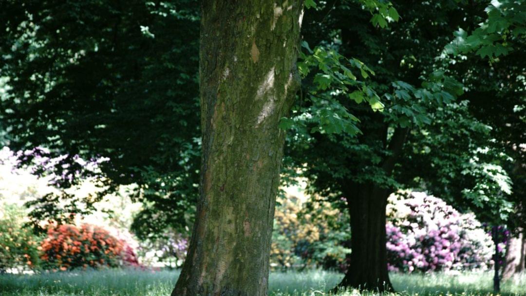 أفضل أنواع الأشجار سريعة النمو والمقاومة للحرارة