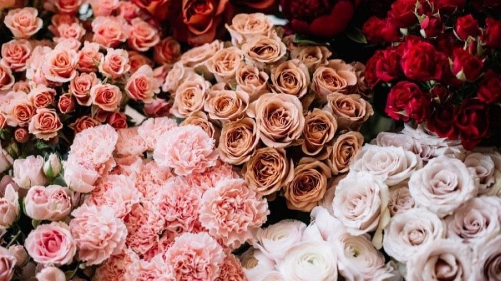 كل ما تحتاج معرفته عن الورد الهولندي