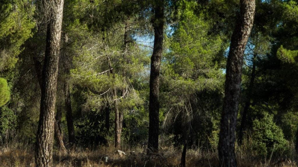 ما هي أنواع الأشجار الحرجية في الأردن