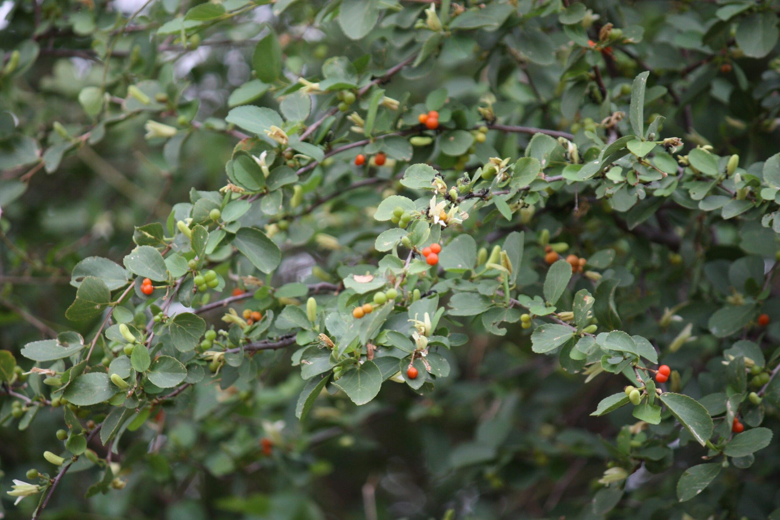 كل ما يجب معرفته عن شجرة القضيم